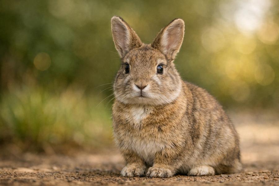 Rabbit